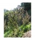 Colombia Mangobiche 10 u. reg. Cannabiogen