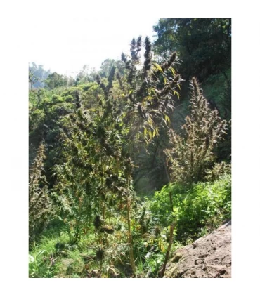 Colombia Mangobiche 10 u. reg. Cannabiogen