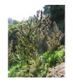 Colombia Mangobiche 10 u. reg. Cannabiogen