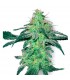 White Skunk - White Label