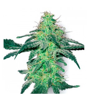 White Skunk - White Label