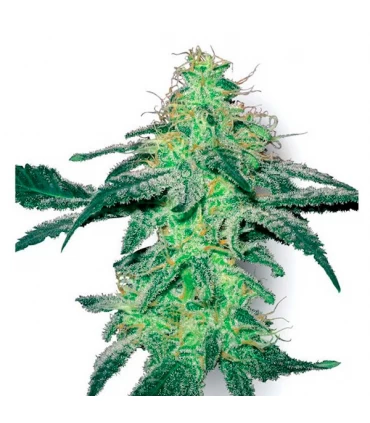 White Skunk - White Label