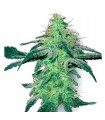 White Skunk - White Label