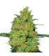 Master Kush - White Label