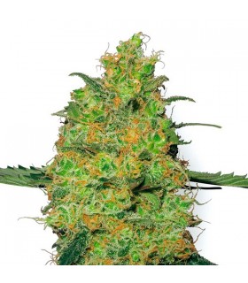 Master Kush - White Label