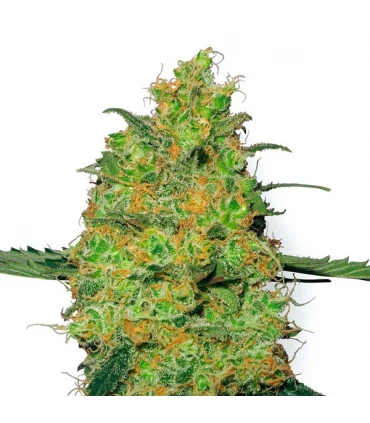 Master Kush - White Label