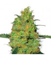 Master Kush - White Label