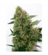 Chill-om 10 u. reg. Mandala Seeds