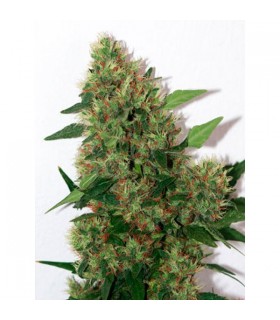 Chill-om 10 u. reg. Mandala Seeds