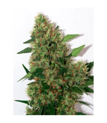 Chill-om 10 u. reg. Mandala Seeds
