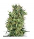 Californian Orange Bud 10 u. reg. White Label