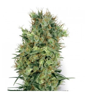 Californian Orange Bud 10 u. reg. White Label