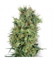 Californian Orange Bud 10 u. reg. White Label