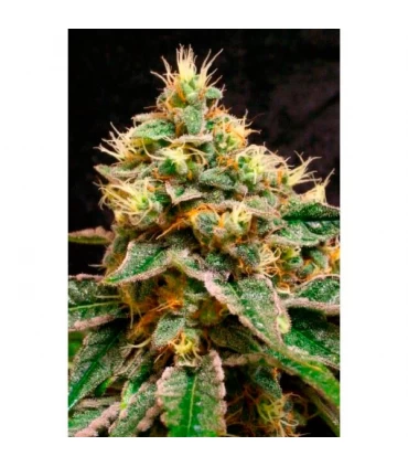 Confidential Cheese 3 u. Reserva Privada - DNA Genetics - Kayamurcia.es