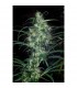 Colombia Punto Rojo 10 u. reg. Cannabiogen