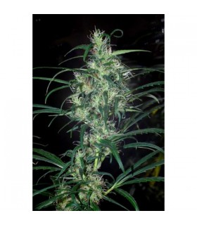 Colombia Punto Rojo 10 u. reg. Cannabiogen