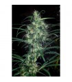 Colombia Punto Rojo 10 u. reg. Cannabiogen
