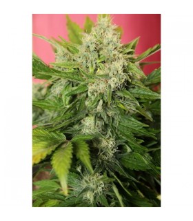 Auto Chronic Ryder  - Seedsman