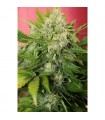 Auto Chronic Ryder  - Seedsman