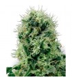Pure Power Plant - White Label