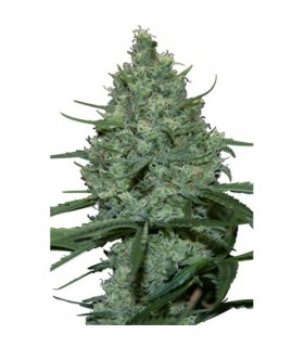 Critical 5 u. fem. Seedmakers