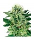 Northern Lights - White Label
