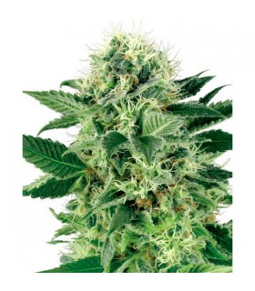 Northern Lights - White Label