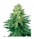 White Widow - White Label