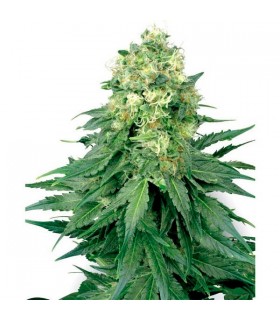 White Widow - White Label