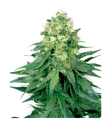 White Widow - White Label