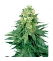 White Widow - White Label