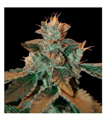 Catarac kush - DNA Genetics - Kayamurcia.es