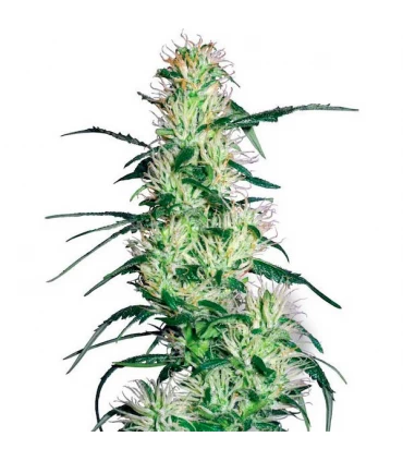 Purple Haze - White Label