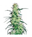 Purple Haze - White Label