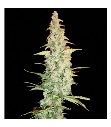 Cole Train 3 u. Reserva Privada - DNA Genetics - Kayamurcia.es
