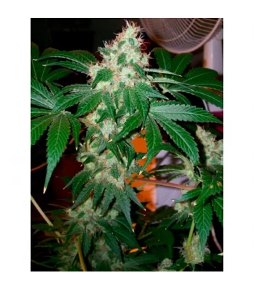 Chem Valley Kush  - The Cali Connection