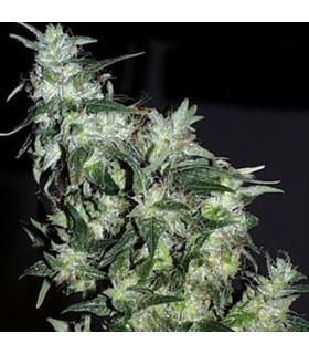 Cyber Cristal 5 u. fem. KC Brains
