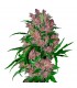 Auto Purple Bud - White Label