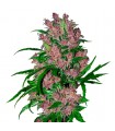 Auto Purple Bud - White Label