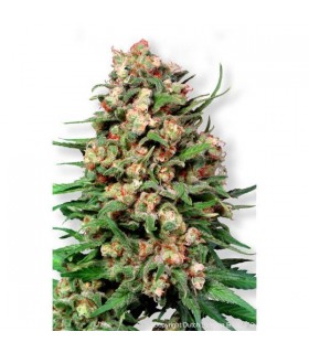 Skunk n1 - 10 u. reg. Dutch Passion