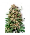 Skunk n1 - 10 u. reg. Dutch Passion