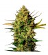 Auto White Skunk - White Label