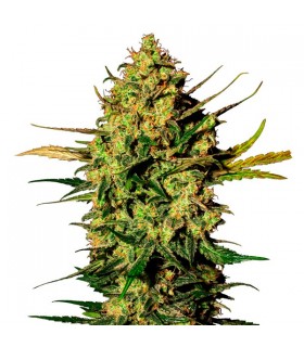Auto White Skunk - White Label