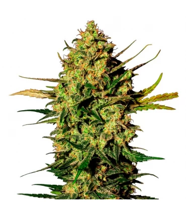 Auto White Skunk - White Label