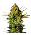 Auto White Skunk - White Label