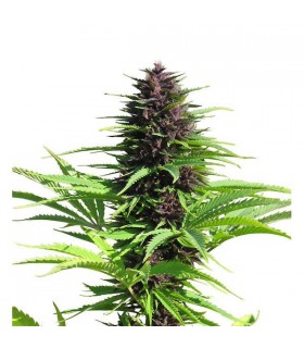 Shaman 10 u. reg. Dutch Passion