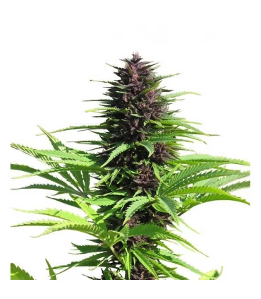 Shaman 10 u. reg. Dutch Passion