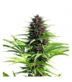 Shaman 10 u. reg. Dutch Passion