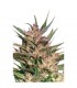 Passion n1 - 10 u. reg. Dutch Passion