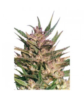Passion n1 - 10 u. reg. Dutch Passion